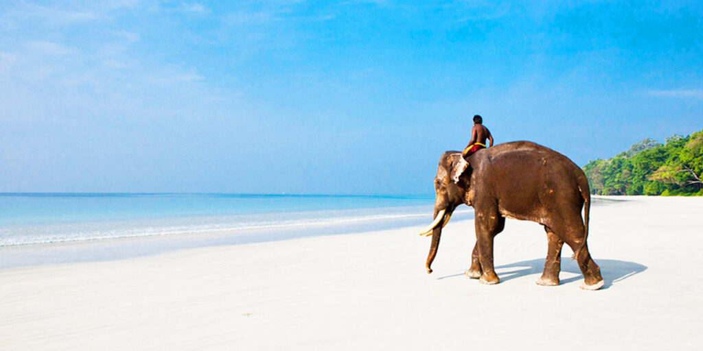 Elephant on beach with rider
