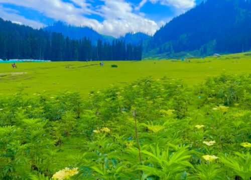 Beautiful Kashmir (Luxury) 8Days 7Nights