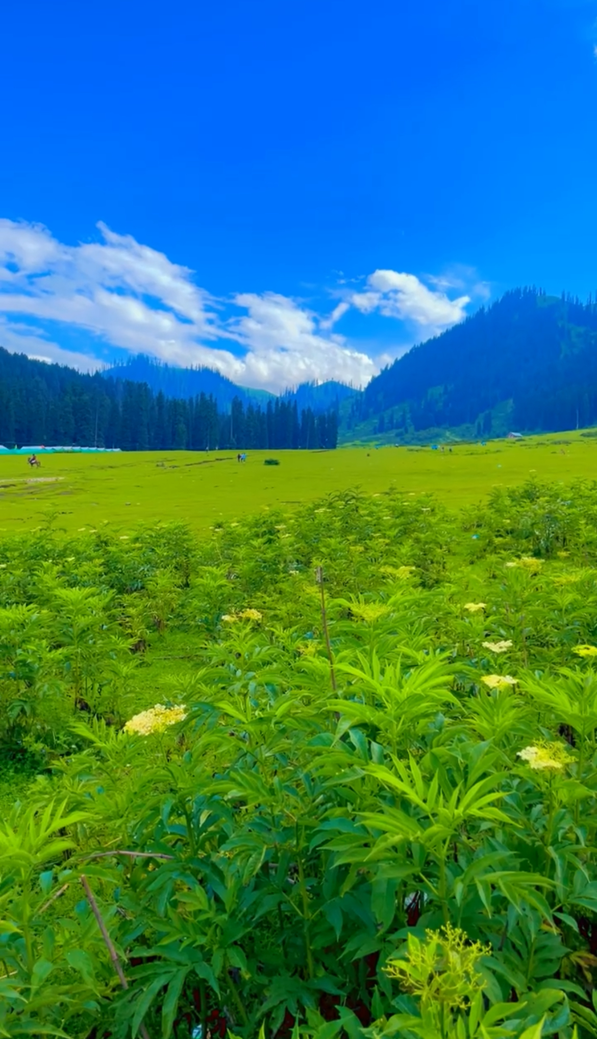 Beautiful Kashmir (Luxury) 8Days 7Nights