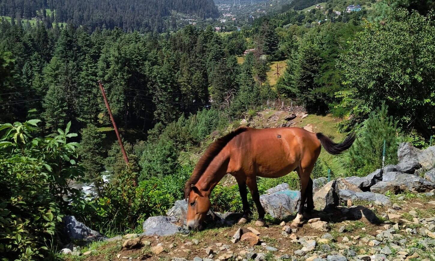 Kashmir Deluxe holiday experience